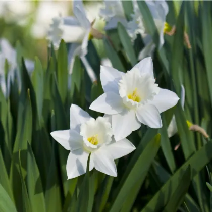 Narcis Tresamble - Narcissus - prodej cibulovin - 3 ks