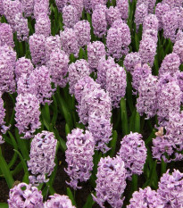 Hyacint Splendid Cornelia - Hyacinthus - prodej cibulovin - 1 ks