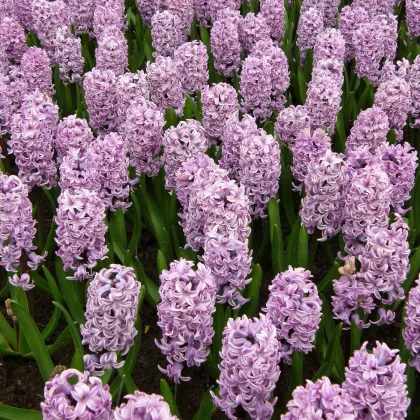 Hyacint Splendid Cornelia - Hyacinthus - prodej cibulovin - 1 ks