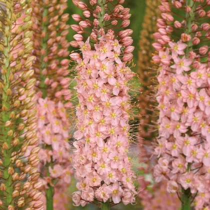 Liliochvostec Romance - Eremurus - prodej kořenových hlíz - 1 ks