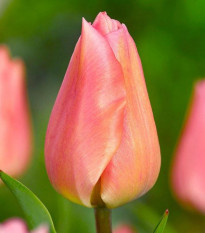 Tulipán Apricot Beauty - Tulipa - prodej cibulovin - 3 ks