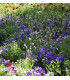 Letničky Zahradní sen v modrém - směs - prodej semen letniček - 0,9 g