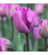Tulipán Blue Aimable - Tulipa - prodej cibulovin - 3 ks