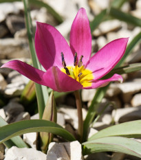 Tulipán Eastern Star pulchella - Tulipa - prodej cibulovin - 3 ks