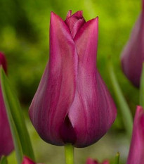 Tulipán Merlot - Tulipa - prodej cibulovin - 3 ks