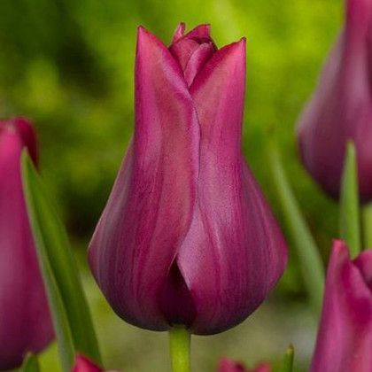 Tulipán Merlot - Tulipa - prodej cibulovin - 3 ks