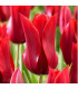 Tulipán Pieter de Leur - Tulipa - prodej cibulovin - 3 ks