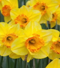 Narcis Early Flame - Narcissus - prodej cibulovin - 3 ks