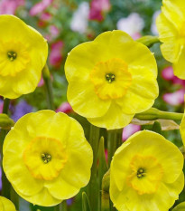 Narcis Sun Disc - Narcissus jonquilla - prodej cibulovin - 3 ks