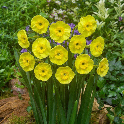 Narcis Sun Disc - Narcissus jonquilla - prodej cibulovin - 3 ks