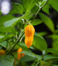 Chilli Bleeding Jigsaw - Capsicum chinense - prodej semen - 7 ks