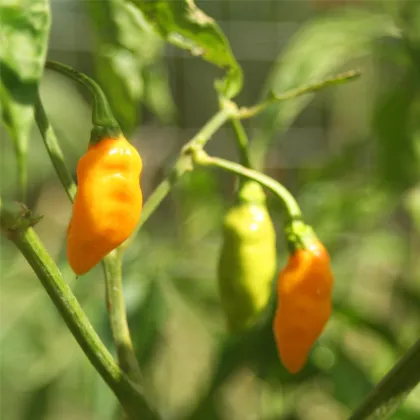 Chilli Aji Amarillo - Capsicum annuum - prodej semen - 7 ks