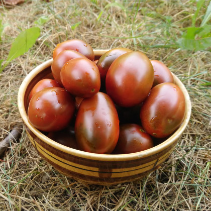 Rajče Black Plum - Solanum lycopersicum - prodej semen - 6 ks