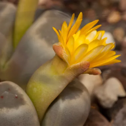 Lithops dinteri Dintergreen - prodej semen - 10 ks