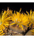 Lithops euniceae Fluminalis - prodej semen - 10 ks