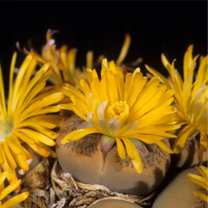 Lithops euniceae Fluminalis - prodej semen - 10 ks