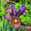 Kosatec Red Ember - Iris hollandica - prodej cibulovin - 3 ks