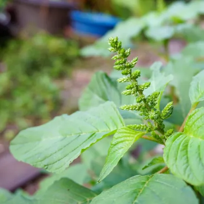 Laskavec Green Giant - Amaranthus tricolor - prodej semen - 400 ks