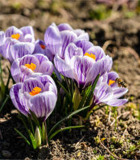 Krokus Pickwick - Crocus vernus - prodej cibulovin - 3 ks