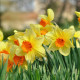 Narcis Jetfire - Narcissus - prodej cibulovin - 3 ks