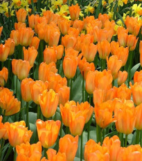 Tulipán Orange Brilliant - Tulipa - prodej cibulovin - 3 ks