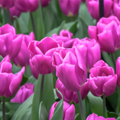 Tulipán Purple Flag - Tulipa - prodej cibulovin - 3 ks