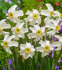 Narcis Poeticus Recurvus Pheasant eye - Narcissus L. - prodej cibulovin - 3 ks