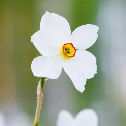 Narcis poetický Actaea - Narcissus poeticus - prodej cibulovin - 3 ks