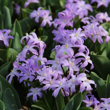 Ladonička fialová Violet Beauty - Chionodoxa luciliae - prodej cibulovin - 5 ks