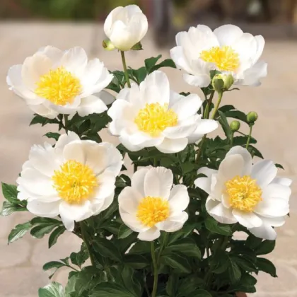 Pivoňka Patio Dublin - Paeonia lactiflora - prodej cibulovin - 1 ks