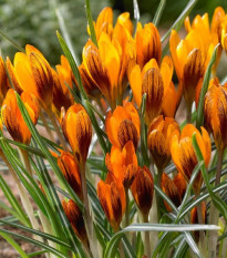 Krokus Orange Monarch - Crocus chrysanthus - prodej cibulovin - 3 ks