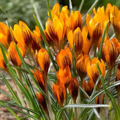 Krokus Orange Monarch - Crocus chrysanthus - prodej cibulovin - 3 ks