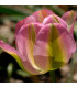 Tulipán Groenland - Tulipa - prodej cibulovin - 4 ks
