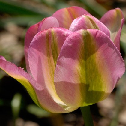 Tulipán Groenland – Tulipa – cibuloviny – prodej tulipánů