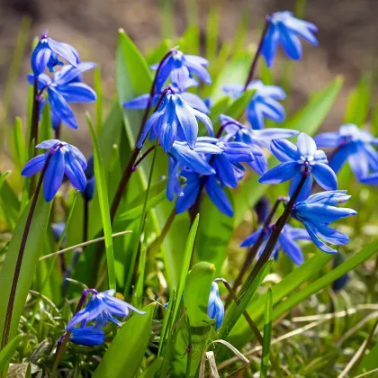 Ladoňka sibiřská modrá - Scilla siberica - prodej cibulovin - 3 ks