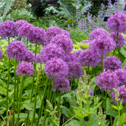 Česnek okrasný - Allium purple sensation - prodej cibulovin - 3 ks