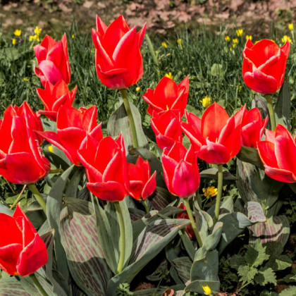 Tulipán Oriental Beauty - Tulipa - prodej cibulovin - 3 ks