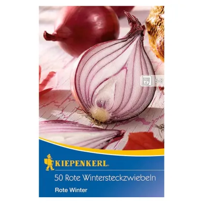 Cibule sazečka zimní Rote Winter - Allium cepa - prodej cibulovin - 50 ks