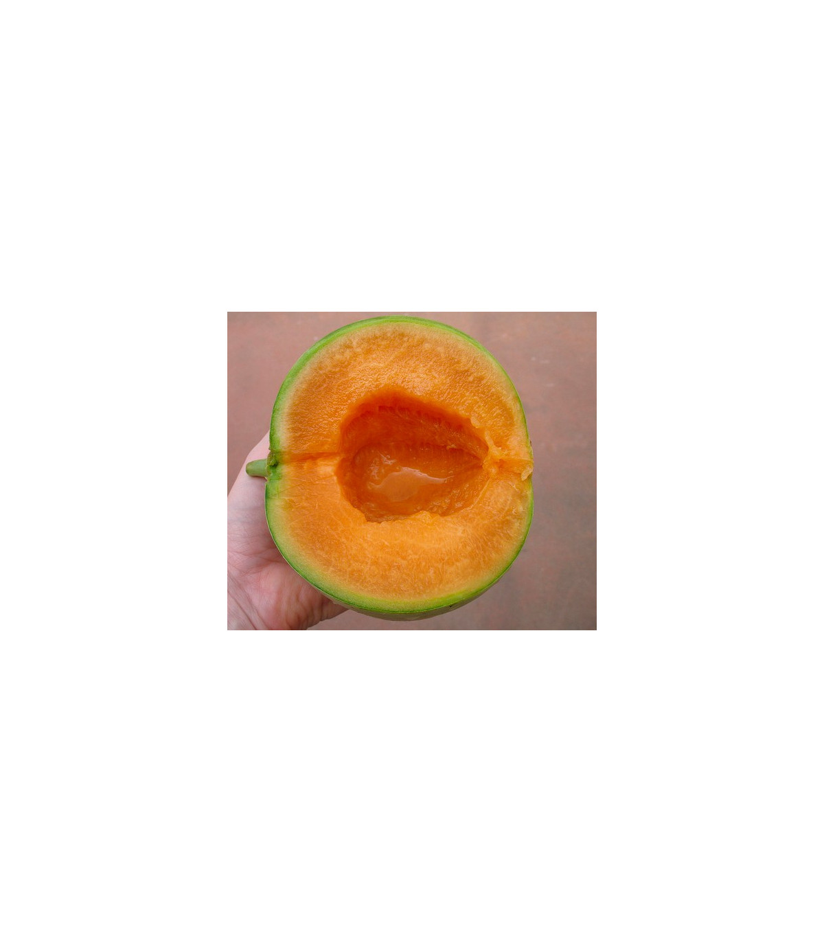 Meloun Cantaloupe - prodej semen melounu - 5 ks