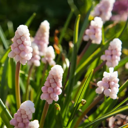 Modřenec růžový Pink Sunrise - Muscari - prodej cibulovin - 2 ks