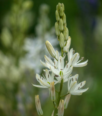 Ladoník bílý - Camassia alba - prodej cibulovin - 2 ks