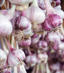 Sadbový česnek Janko - Allium sativum - paličák - prodej cibulí česneku - 1 balení