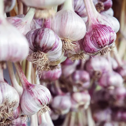 Sadbový česnek Janko - Allium sativum - paličák - prodej cibulí česneku - 1 balení