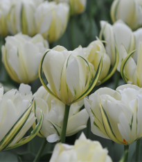 Tulipán Exotic emperor - Tulipa - prodej cibulovin - 3 ks