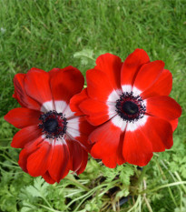 Sasanka Hollandia - Anemone - prodej cibulovin - 3 ks