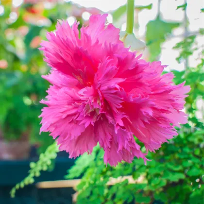 Begonie třepenitá růžová - Begonia fimbriata - prodej cibulovin - 2 ks