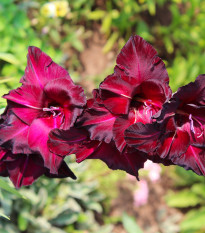 Gladiol Black Star - Gladiolus - prodej cibulovin - 3 ks