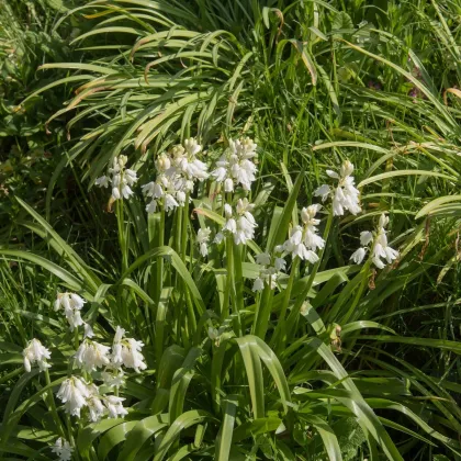 Hyacintovec španělský bílý - Hyacinthoides hispanica - prodej cibulovin - 5 ks