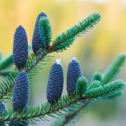 Jedle balzámová - Abies balsamea - prodej semen - 7 ks