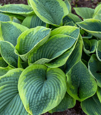 Hosta - Hosta Francess Williams - prodej cibulovin - 1 ks